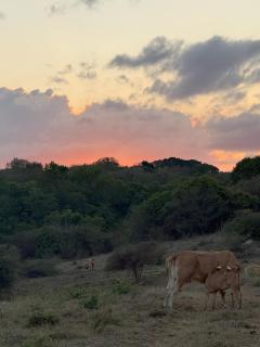 Bungalow Nature Plage Surf Helleux - 8