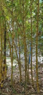 Sitio na floresta px a Belém - 8