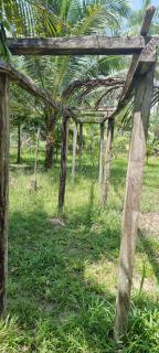 Sitio na floresta px a Belém - 7