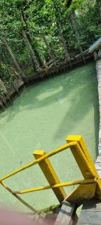 Sitio na floresta px a Belém - 2