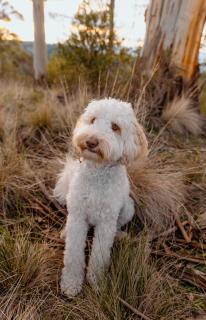 The Ridge House - Stylish Gippsland Getaway - 5