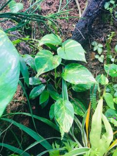 Talbat Estate Cinnamon Villa - 8