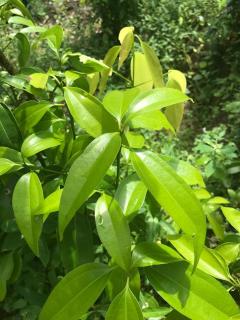 Talbat Estate Cinnamon Villa - 6