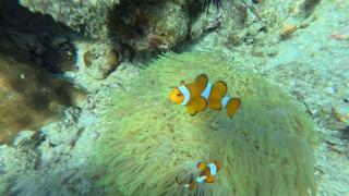 Langkao Homestay Kohlibong หลังเขาโฮมสเตย์ เกาะลิบง - 3