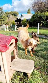 Sunnyhurst Chalets - 2 Bedroom Chalet - Bridgetown - 3