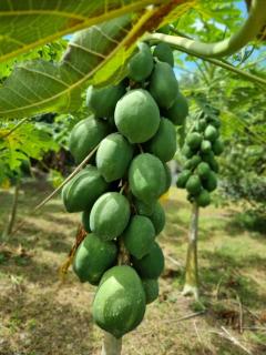 Miracle's Farm at Tarlac - 8