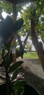 Mayhama Beachfront Resort - 8