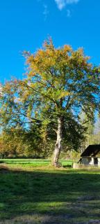 The Cottages - Pet Friendly - 4