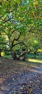 The Cottages - Pet Friendly - 5