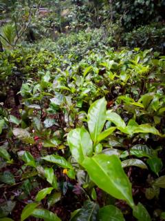 Evergreen Resort Ella - 9