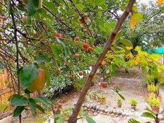 Cottage De Hunza- A Soul Retreat Sanctuary - 5