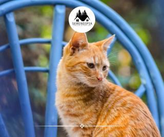 Chalet en La Cumbre con Pileta - 4