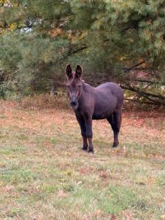 My Valhalla Farm - 7