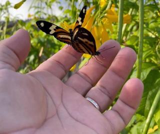 Chácara Bom Pastor 5 km do Centro Crato - 9