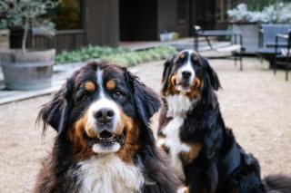 Ecco Red Hill Retreat - Luxe Rural Escape with Tennis Court - 3