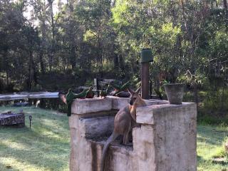 Magic Bush Stay Yamba Hinterland by Tiny Away - 6