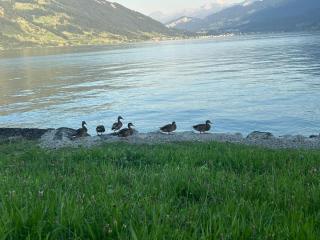 Lake Zug, Luxury Home, Stunning View - 9