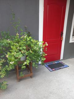 Urban Farm Haus Guesthouse - 6