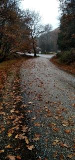 Pangeo forest village - 7