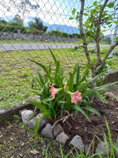 Awesome Volcán Barú Views - 3