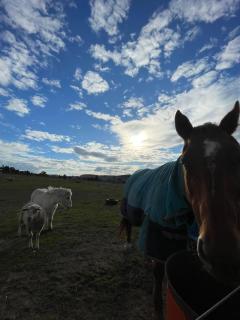 Tiny Home on Yass River - Private Farm Stay- Pet and Horse Friendly - 8