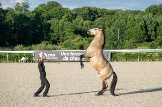 Cité Pontavice du Haras national du Pin - 1