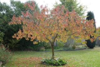 Le 33 Green Stay - 5