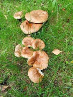 Domek nad stawem - 4