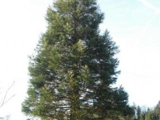 Chalet confort en montagne, près des thermes et circuits de rando, idéal pour famille - FR-1-589-135 - 7