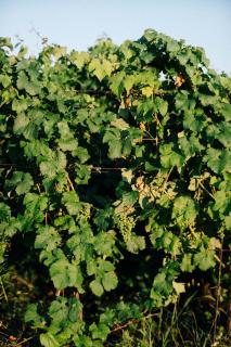 Bojanovská Glamping - 4