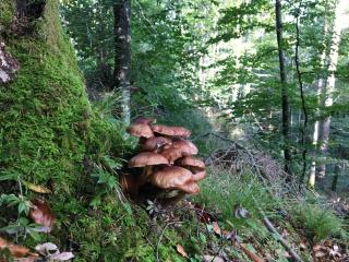 Ferienwohnung Theresia - 8