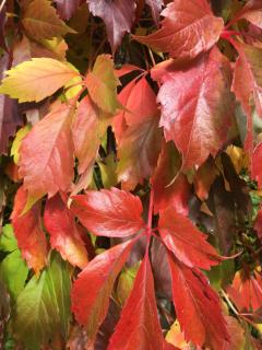 Ferienwohnung Theresia - 5