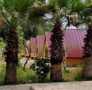 donkisot dogal yasam - 0