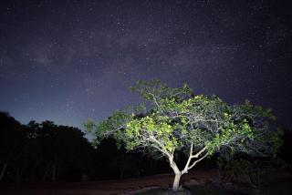 Paraíso Manancial - 8