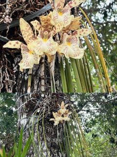 Paraíso Manancial - 7