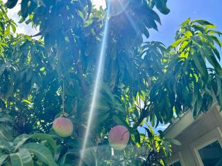 Hibiscus Hale - Perfect for 2! - 2