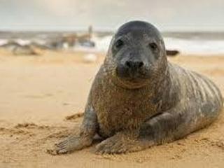 2 Bed in Winterton-on-Sea LOWFA - 8