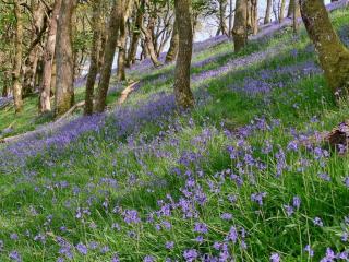 4 Bed in Betws y coed 52111 - 5