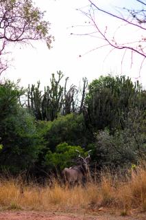 Hot Tub Haven - Modimolle - 9