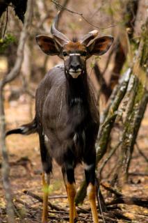 The Triangle Retreat - Modimolle - 7