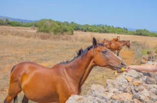 278 Son Parera d baix ETV 1532 by Mallorca Charme - 2