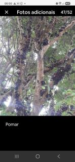 Casa Norte da Ilha - 2