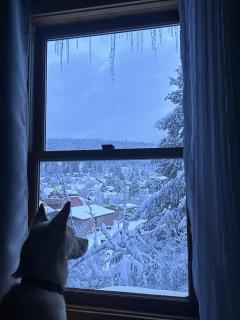 Huckleberry House - 1