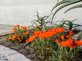 AFRICA WILD HERMANUS Luxury Self Catering Accommodation - 1