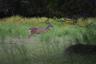 Century Oak House - Casita A - 3