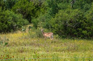 Century Oak House - Casita A - 2