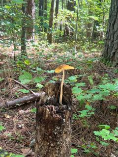 Unforgettable stay and experience - 5