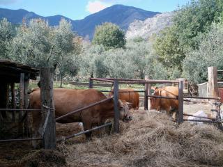 B&B Da Mariella - Spigno Saturnia - 6