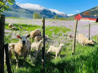 JOlster apartaments - lake view - 4