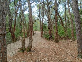 Chalé do Keko, praia do Moçambique, surf e trilhas - 7